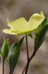 Carolina frostweed